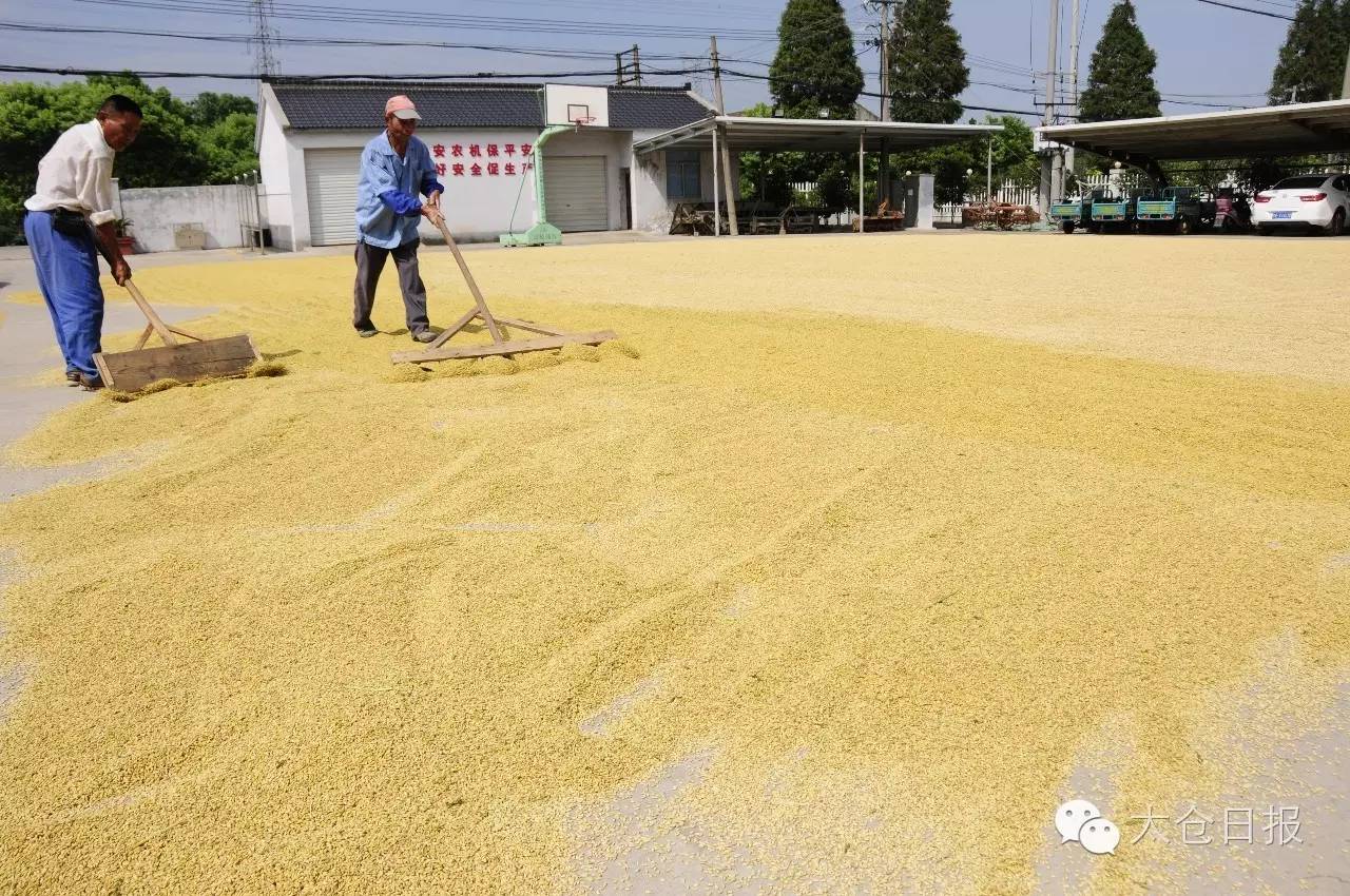 天博官网普通水稻刚抽穗不久浮桥的部分水稻已提前开镰——少量新米上市！(图3)