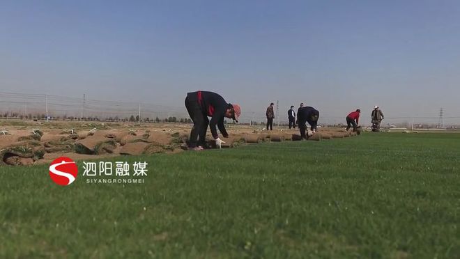 天博体育泗阳：万亩草坪基地草长莺飞销售忙(图3)