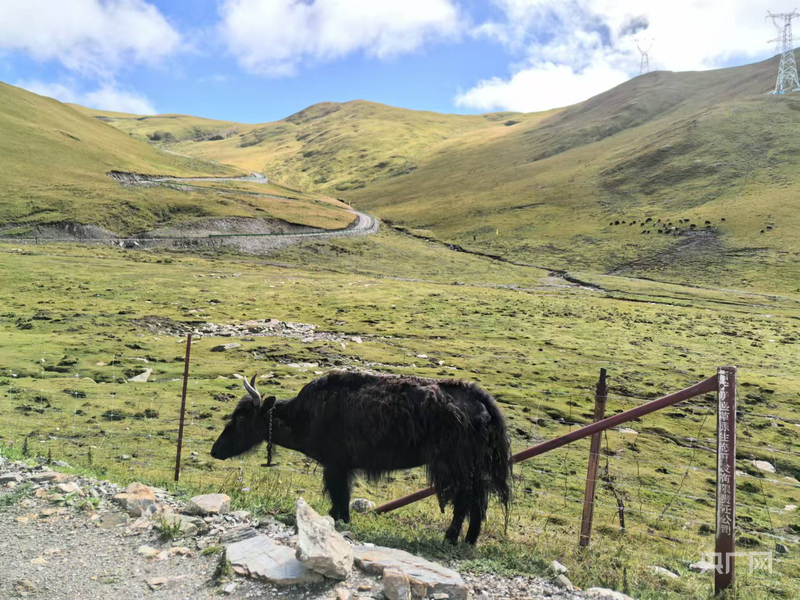 天博体育故事开始的地方丨在雪山大地 感受杨志军笔下的沧桑巨变(图10)