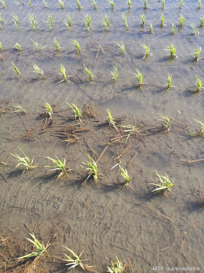 天博体育在稻田地中用除草剂和不用除草剂的对比效果是相当的明显(图1)